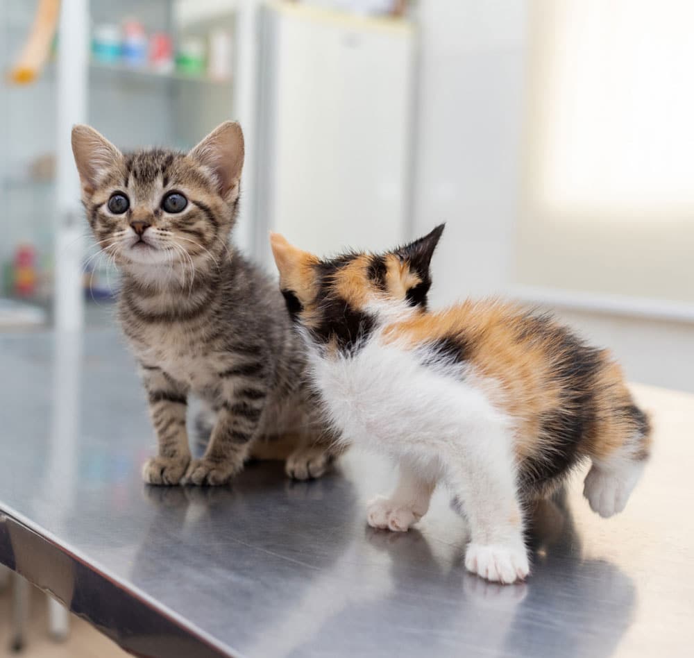 Kittens Kittens